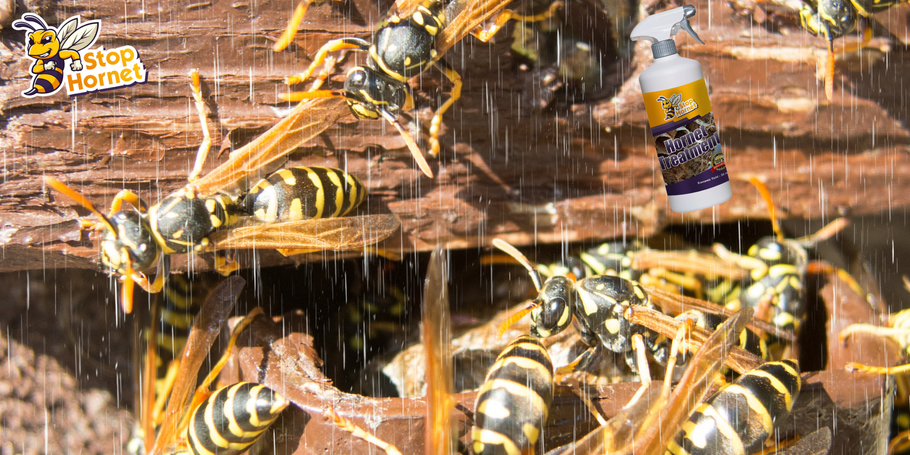 Is the anti-hornet and wasp treatment resistant to water and bad weather?