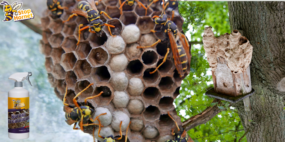 Can we use the anti-Hornets and Wasps product to prevent the appearance of nests?