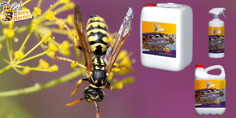 What do you need to know about anti-Hornets and Wasps treatment?