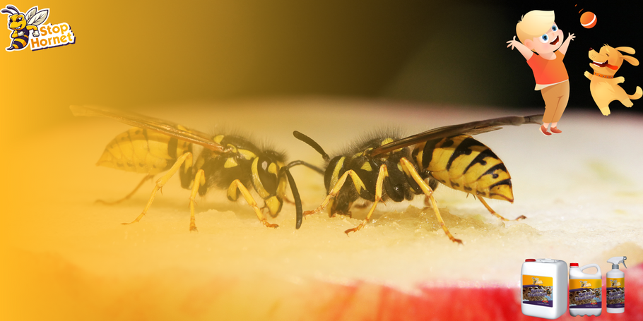 Anti-hornet and wasp treatment: a less risky product for children and pets.