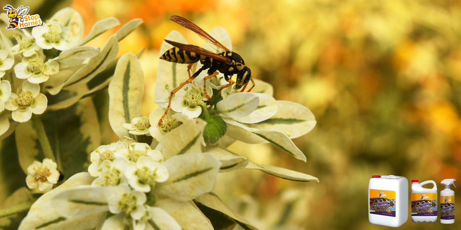 The anti-Hornets and Wasps product: what impacts on plants and the garden?