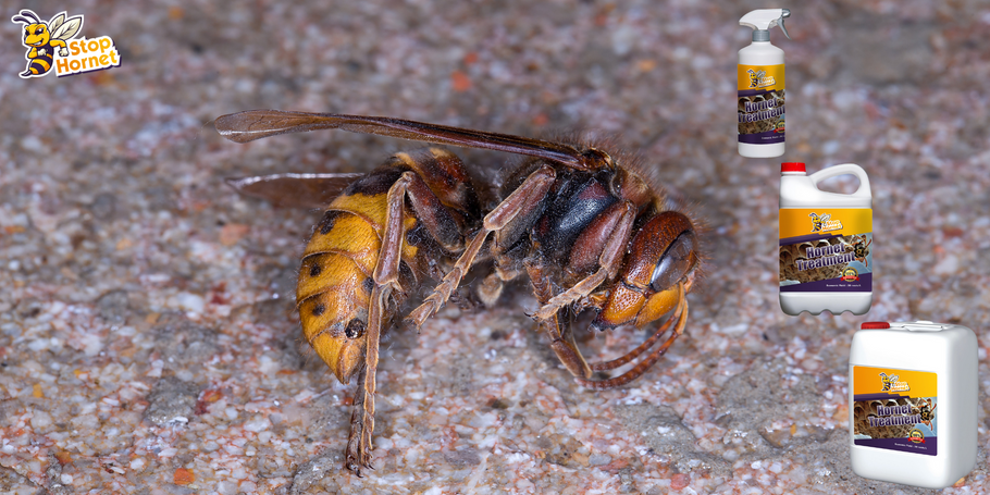 How long does it take for the anti-hornet and wasp treatment to take effect?