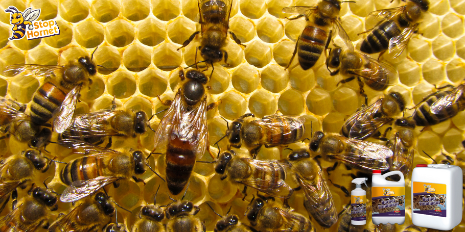 Can the anti-hornet and wasp product be used near hives or bee colonies?