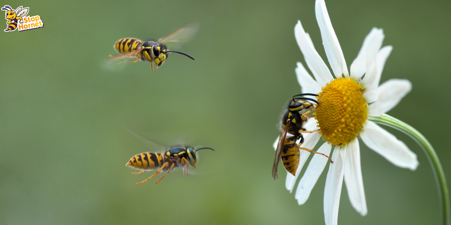 How do you know when Hornets and Wasps are in season?