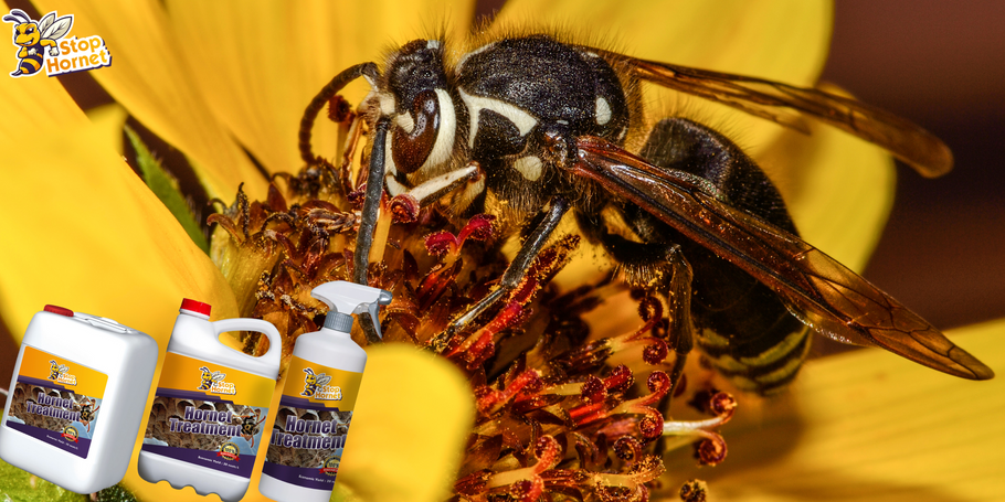 How does the Hornet and Wasp Control product compare to other treatment methods?