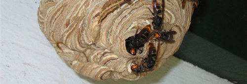 Image #1 from Florenzo L.