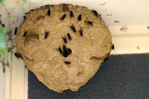 Image #1 from Torres F.