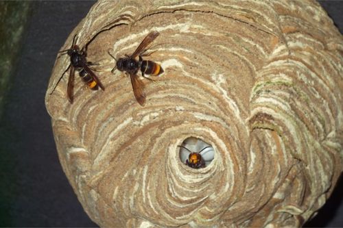 Image #1 from Louiz G.