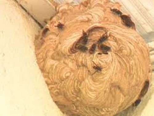 Image #1 from Philippe A.