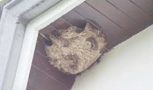 Image #1 from Ferland T.