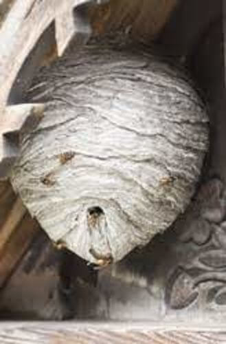 Image #1 from Loupes L.