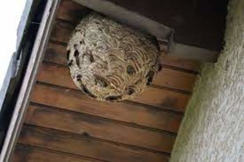 Image #1 from Raphael O.