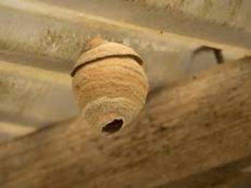 Image #1 from Folera T.