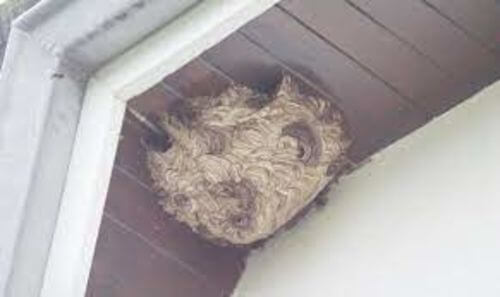 Image #1 from Ferland T.