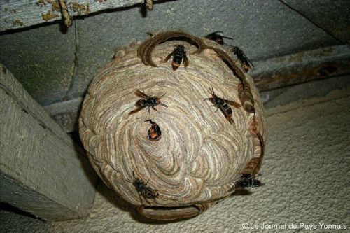 Image #1 from Volin O.