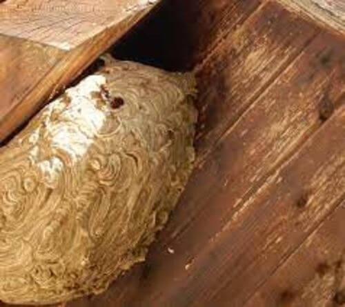 Image #1 from Corentin J.