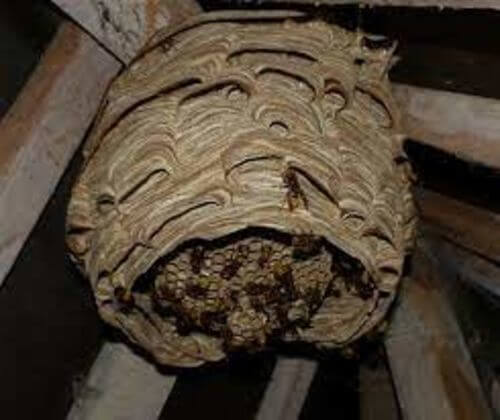 Image #1 from Pavard B.