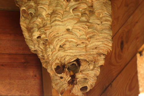 Image #1 from Anthony M.